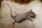 Dead rat lying on a rough, textured surface. The fur is gray and the image has a somber tone with neutral colors.