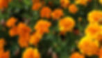 marigolds