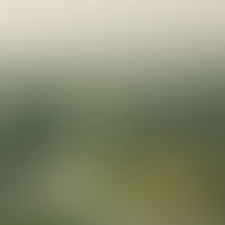 What pests are attracted to moisture?