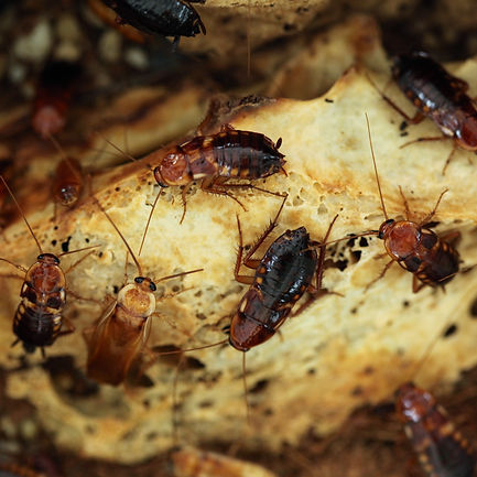 cockroach cluster on a floor during a pest control treatment from Imperial Pest Prevvention St. Augustine