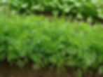 Dill Plant