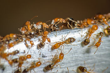 Group of pharaoh ants roaming around for food — Photo