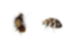Carpet Beetle and Woolly Bear — Photo