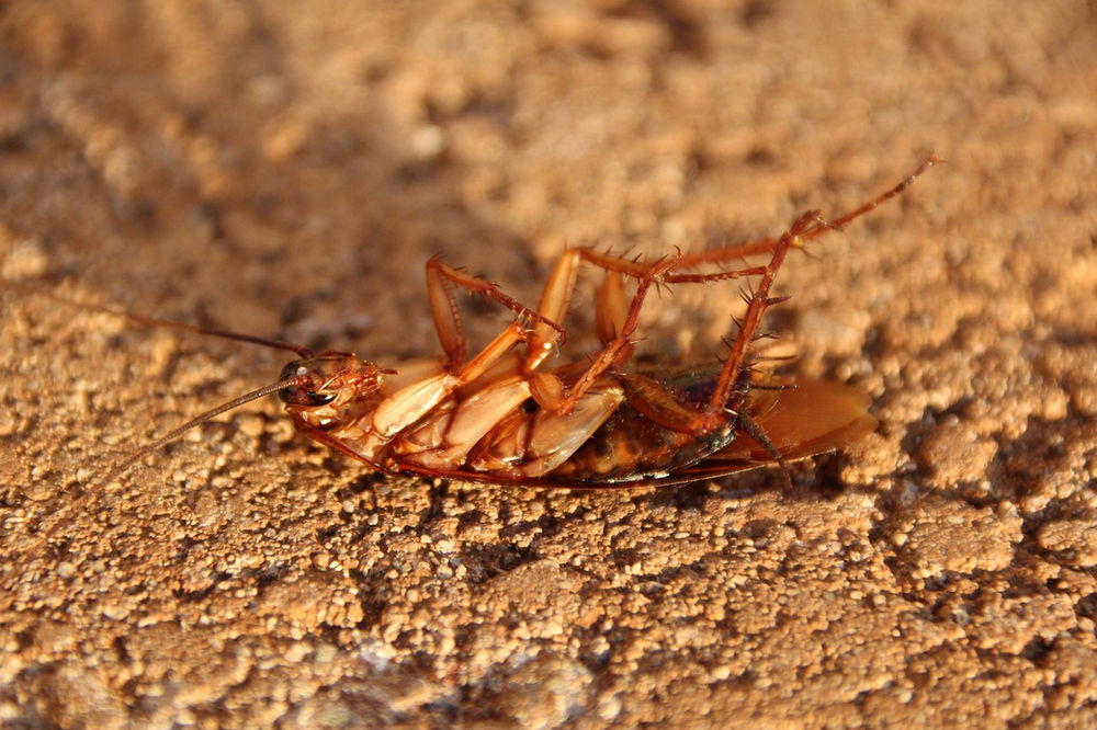 How To Keep Cockroaches Out Of Your Garden