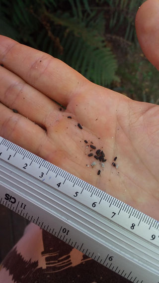 How To Identify Cockroach Poop