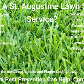 Lawn Diseases & Common Lawn Problems in Daytona Beach, Florida