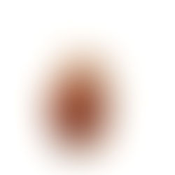 Bugs That Have Been Mistaken As Bed Bugs