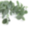 eucalyptus plant