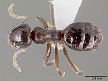 White footed ant closeup