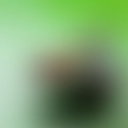 Conquering the Fly Problem in Florida: A Comprehensive Guide for Homeowners