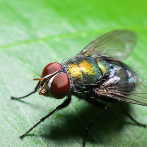 Conquering the Fly Problem in Florida: A Comprehensive Guide for Homeowners
