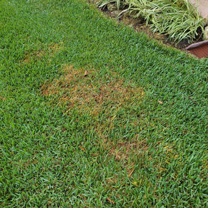 All About Brown Patch Fungus