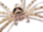 Hairy house spider (Tegenaria domesticus) on white background