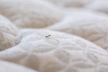 Bed bug walking on a white bed mattress