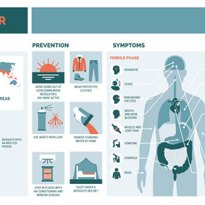 The Rise of Dengue Fever in Florida: Mosquitoes at the Forefront