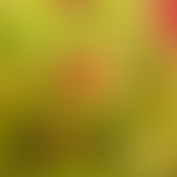 Carnivorous Plants That Can Help with Pest Control