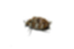 Lateral perspective of a tiny Carpet beetle (Anthrenus verbasci)