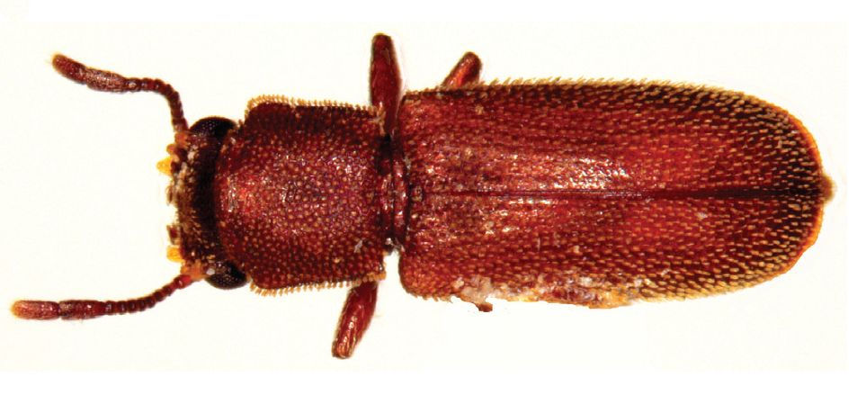 Powderpost Beetle Image