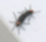 Love Bug Image Courtesy of Wikipedia