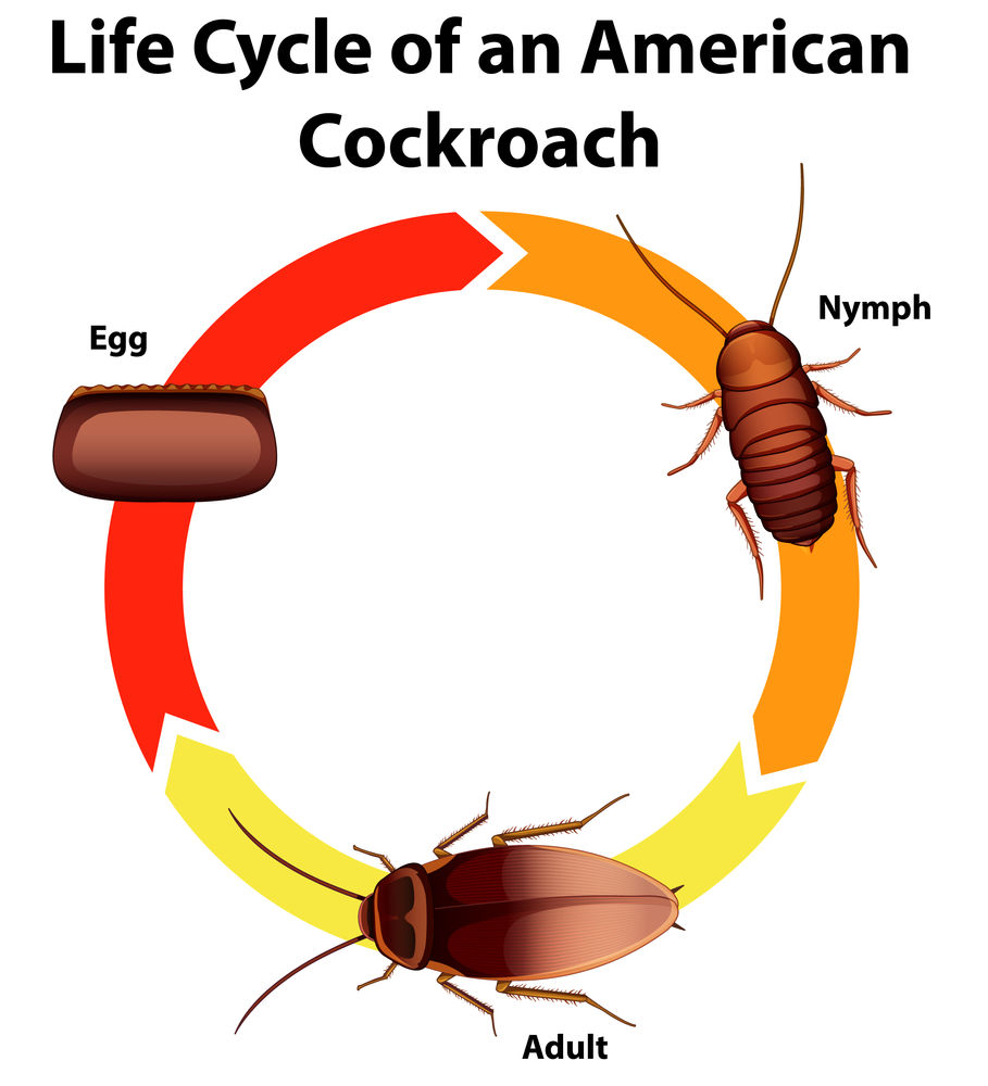 What Are American Cockroaches and Palmetto Bugs?
