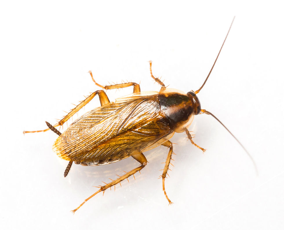 Adult German Cockroach Image