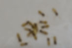 Ghost ants Tapinoma melanocephalum feeding on food scraps