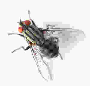 House Fly Image