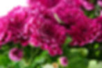 chrysanthemums image