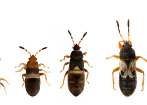 What are Chinch Bugs?