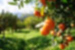 citrus plant