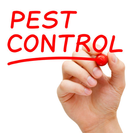 How Much Does Pest Control Cost In Florida?