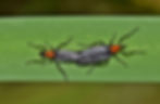 image of a lovebug pair mating