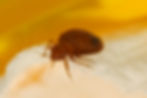 Adult Bed Bug on Linen