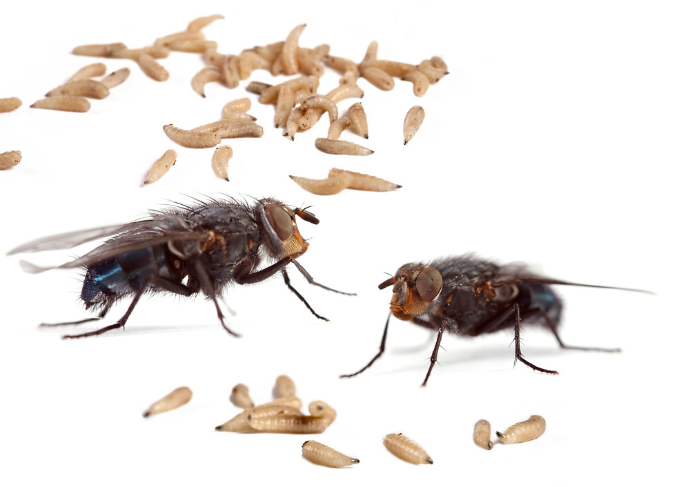 Flies and Maggots