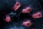 Escherichia coli also known as Ecoli bacteria