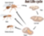 Ant life cycle