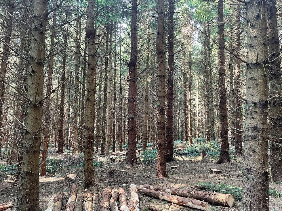 Woodland.