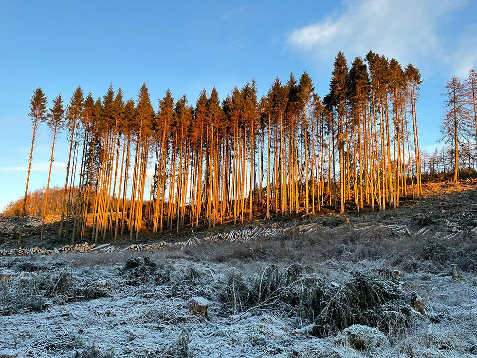 Standing timber.