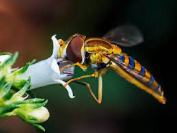 ree