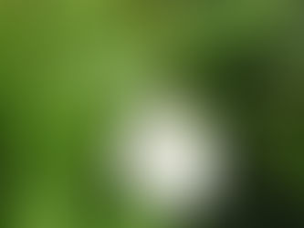 Auckland’s Garden Intruders: A Guide to Common Weeds