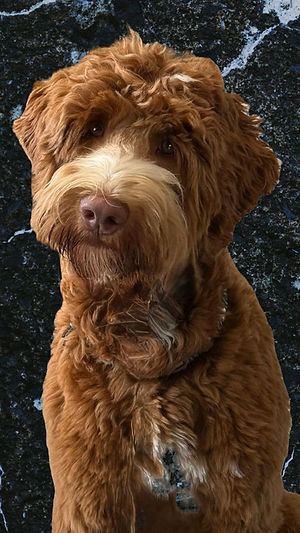 Warrigal's Brix Ollie_edited.jpg