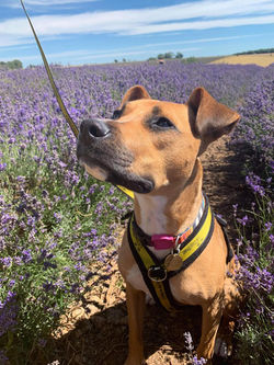 1d564231d7e7c068c219c6a74d786d82.0