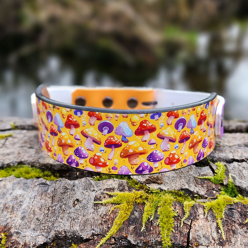 Thumbnail: Kinoko - All Weather/Leather Hybrid