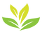 Ayurmaeni leaf logo.png