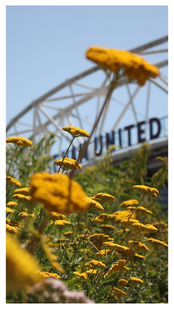 West Ham 1.png