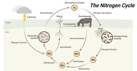Nitrogen-Cycle-Process.webp