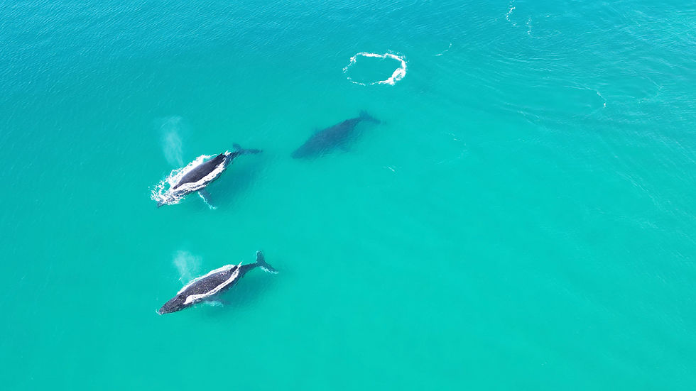 Working Holiday Visa Australia: A Backpacker’s Field Guide (417 & 462)