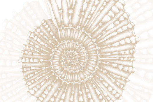 papier peint Coquillage beige luluaucrayon acte déco