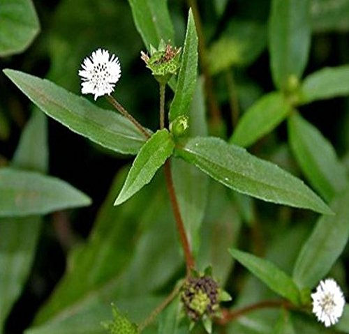 Today's Mooligai karisalankanni