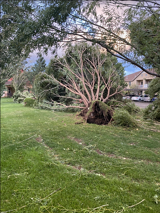 climbaxe tree services cleaning up uprooted tree in morgan utah